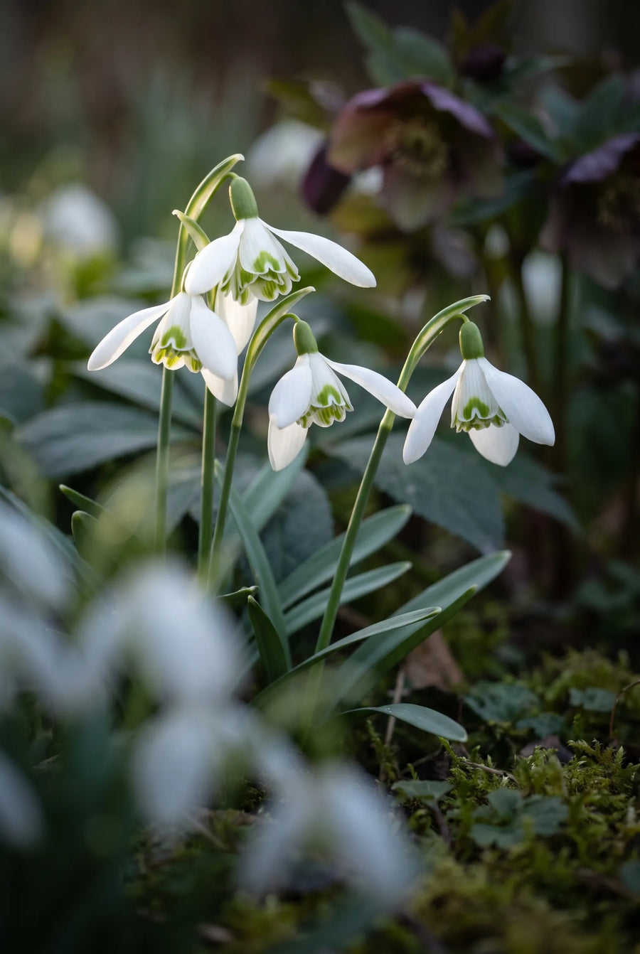 Galanthus Flore Pleno — sfeerbeeld