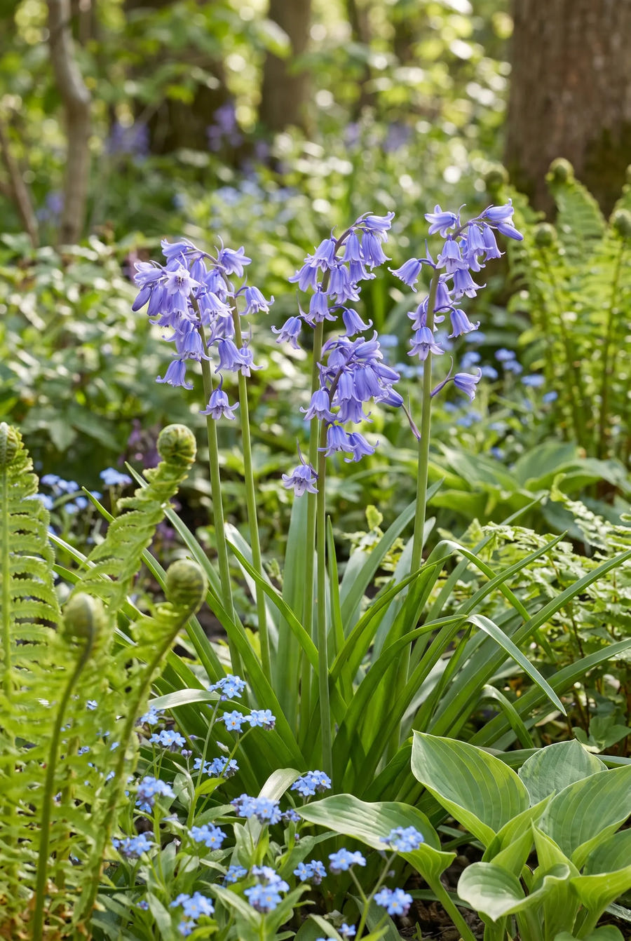 Hyacinthoides Blue — in de border