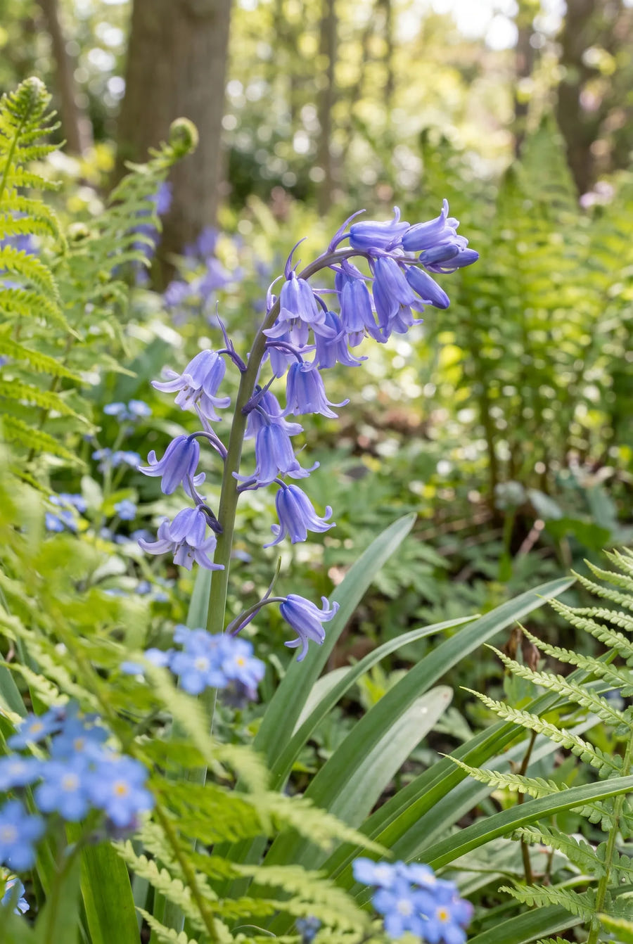 Hyacinthoides Blue — close-up van de bloem