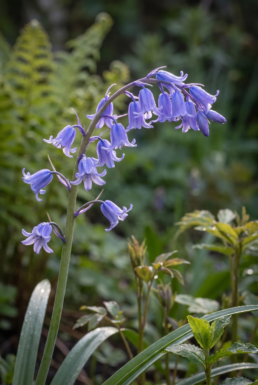 Hyacinthoides Blue — sfeerbeeld