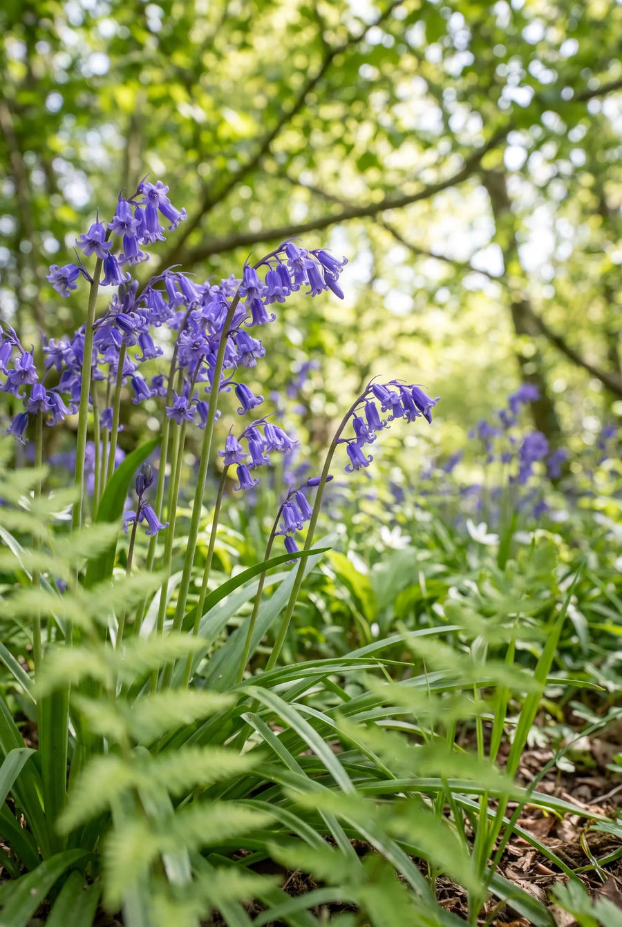 Hyacinthoides Non-Scripta — in de tuin