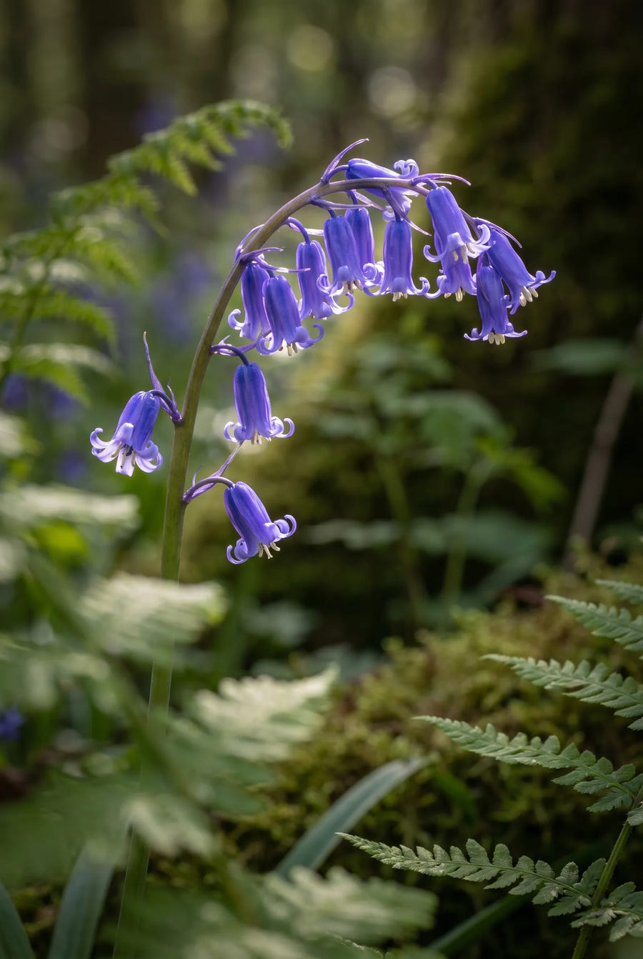 Hyacinthoides Non-Scripta — sfeerbeeld
