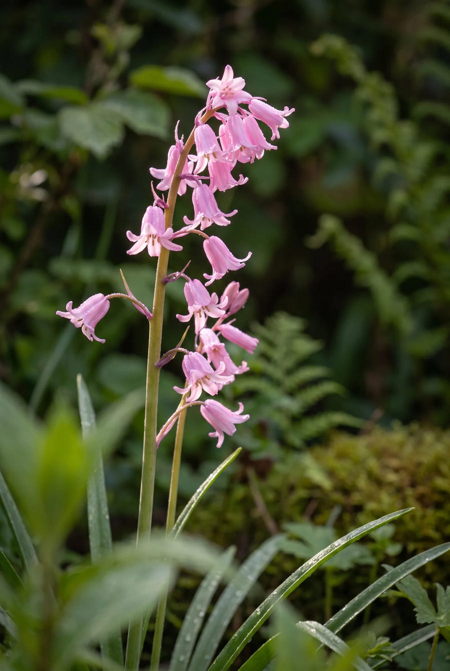 Hyacinthoides Pink — sfeerbeeld