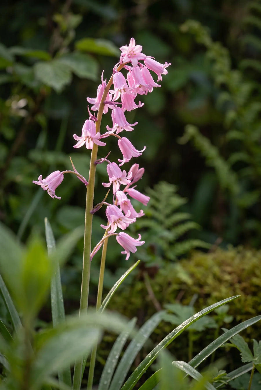 Hyacinthoides Pink — sfeerbeeld