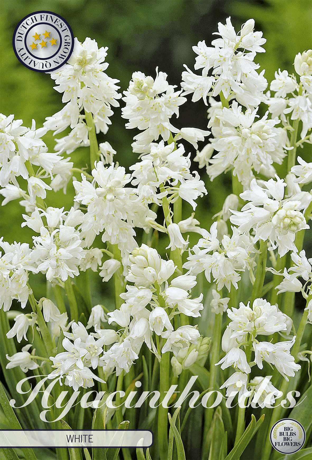 Witte Hyacinthoides