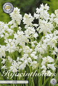 Witte Hyacinthoides