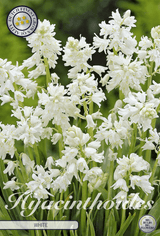 Witte Hyacinthoides