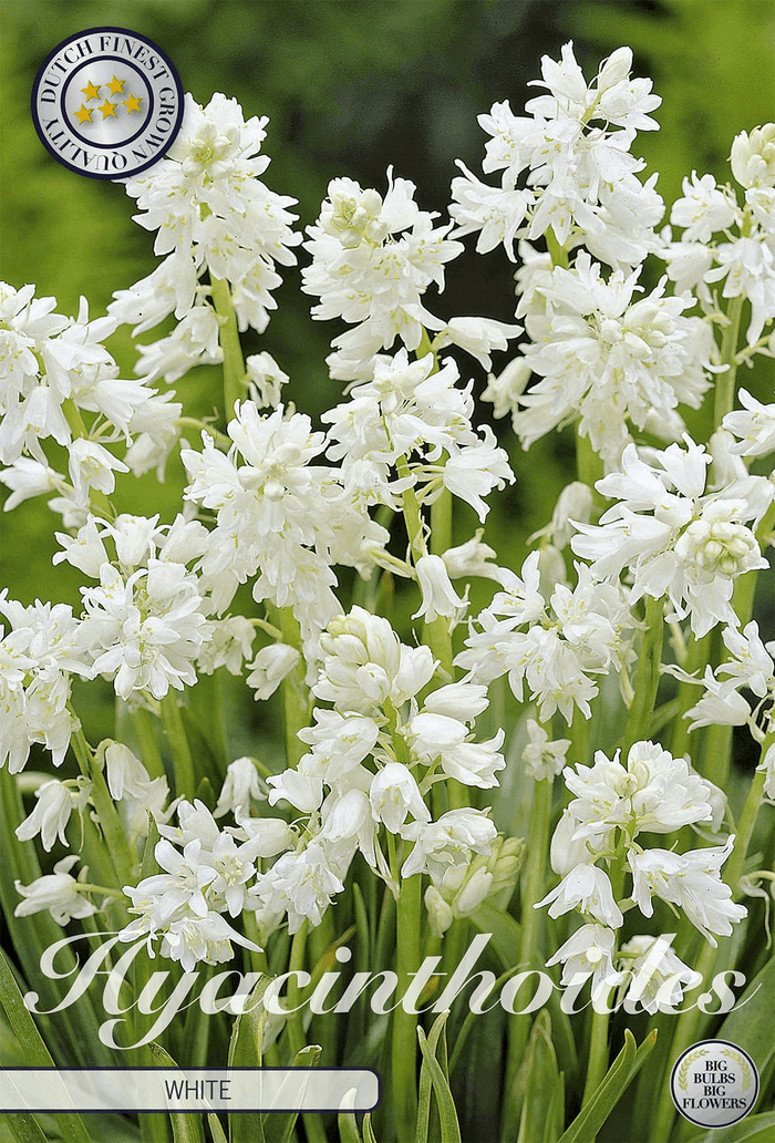 Witte Hyacinthoides