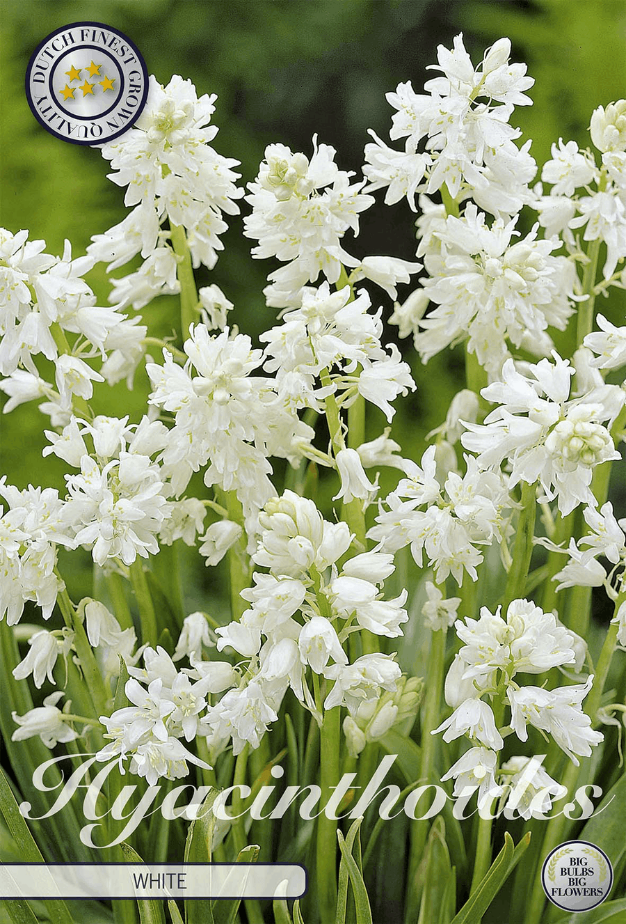 Witte Hyacinthoides