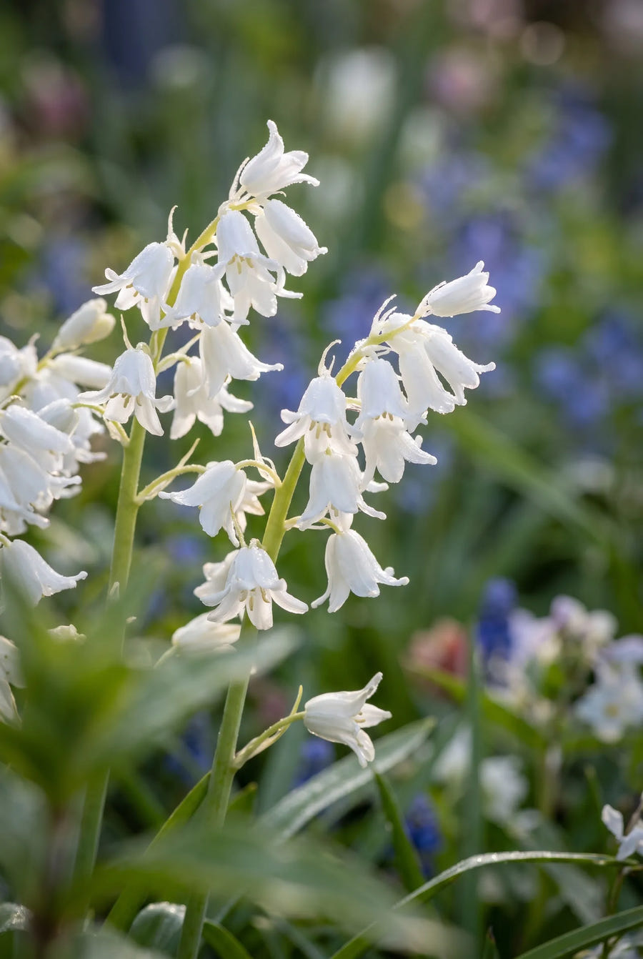 Hyacinthoides White — sfeerbeeld