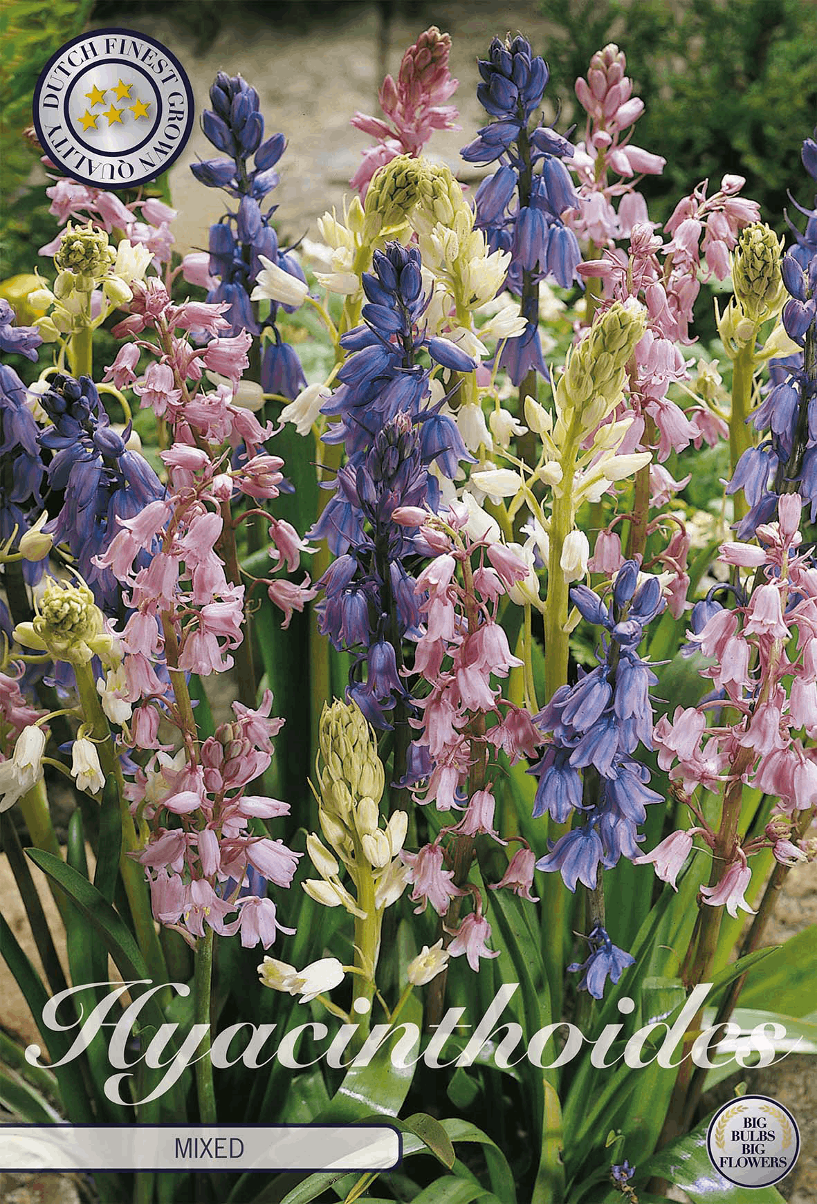 Hyacinthoides gemengd