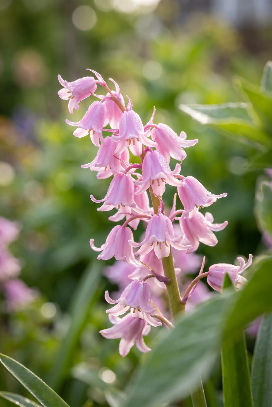 Hyacinthoides Mixed — sfeerbeeld