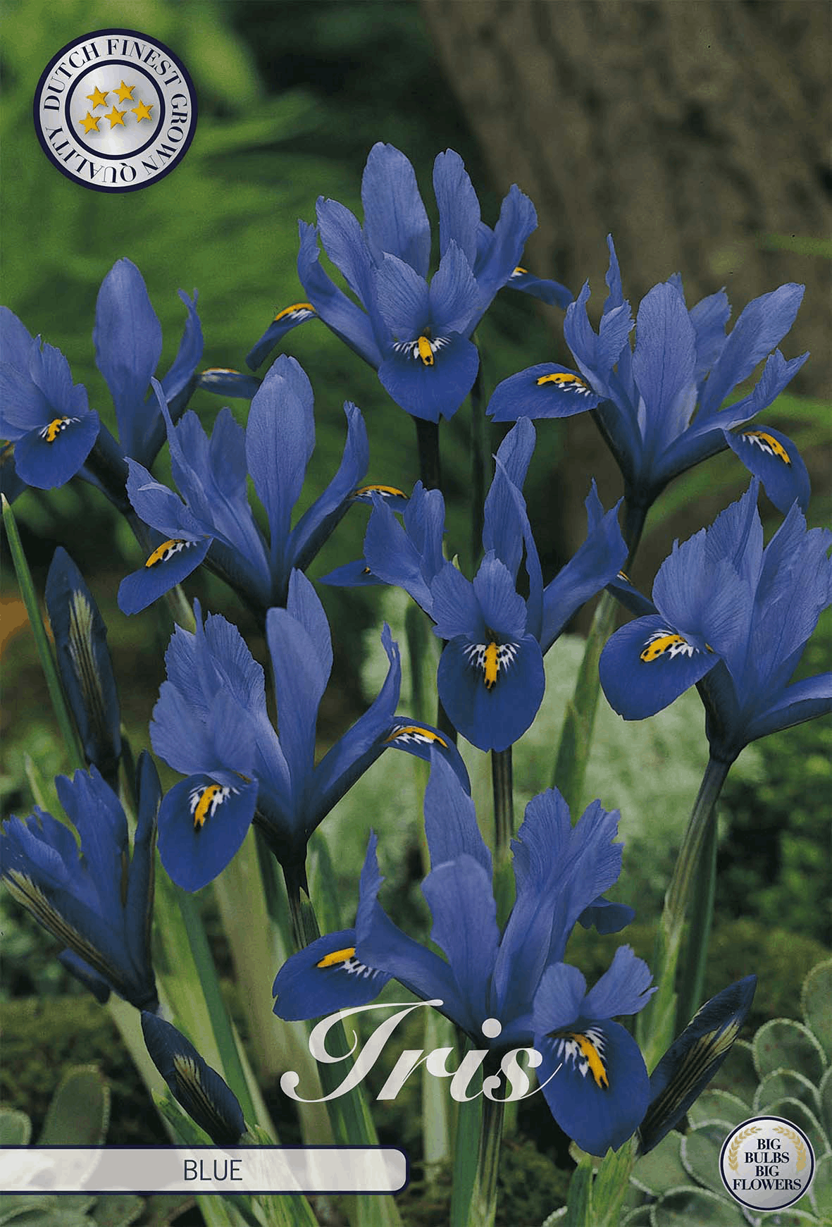 Irisblauw