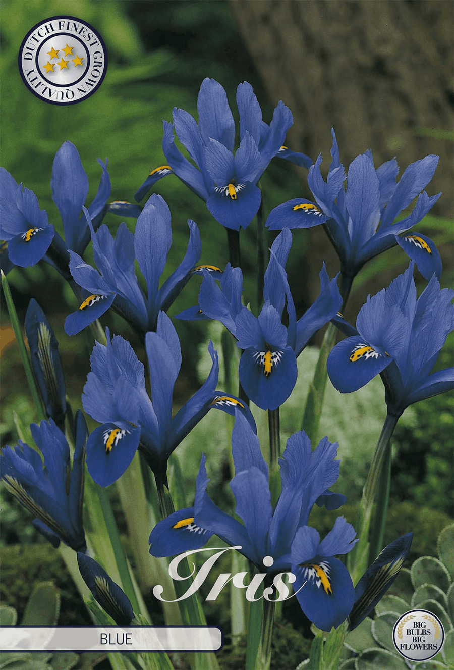 Irisblauw