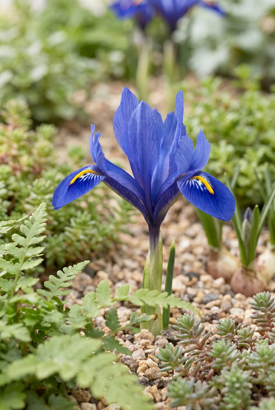 Iris Blue — close-up van de bloem