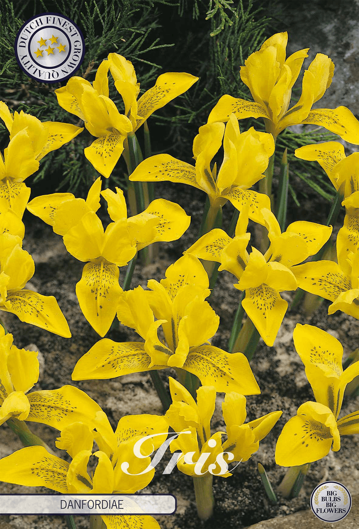 Iris Danfordiae