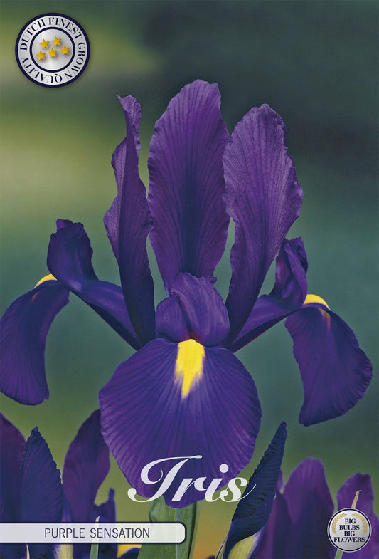 Iris Paarse Sensatie