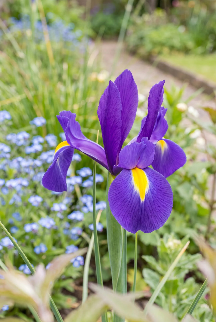Iris Purple Sensation — close-up van de bloem