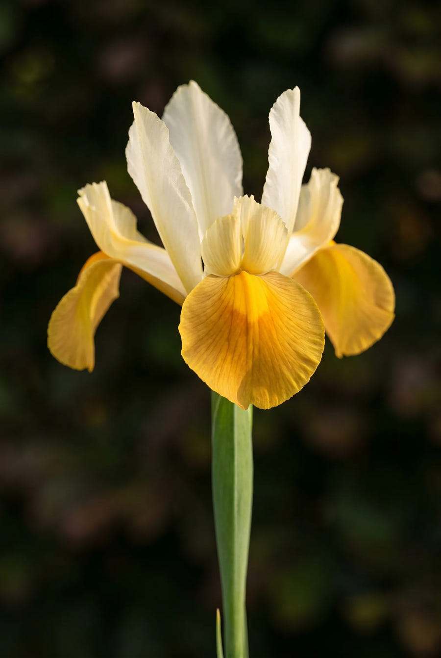 Iris Symphony — close-up van de bloem