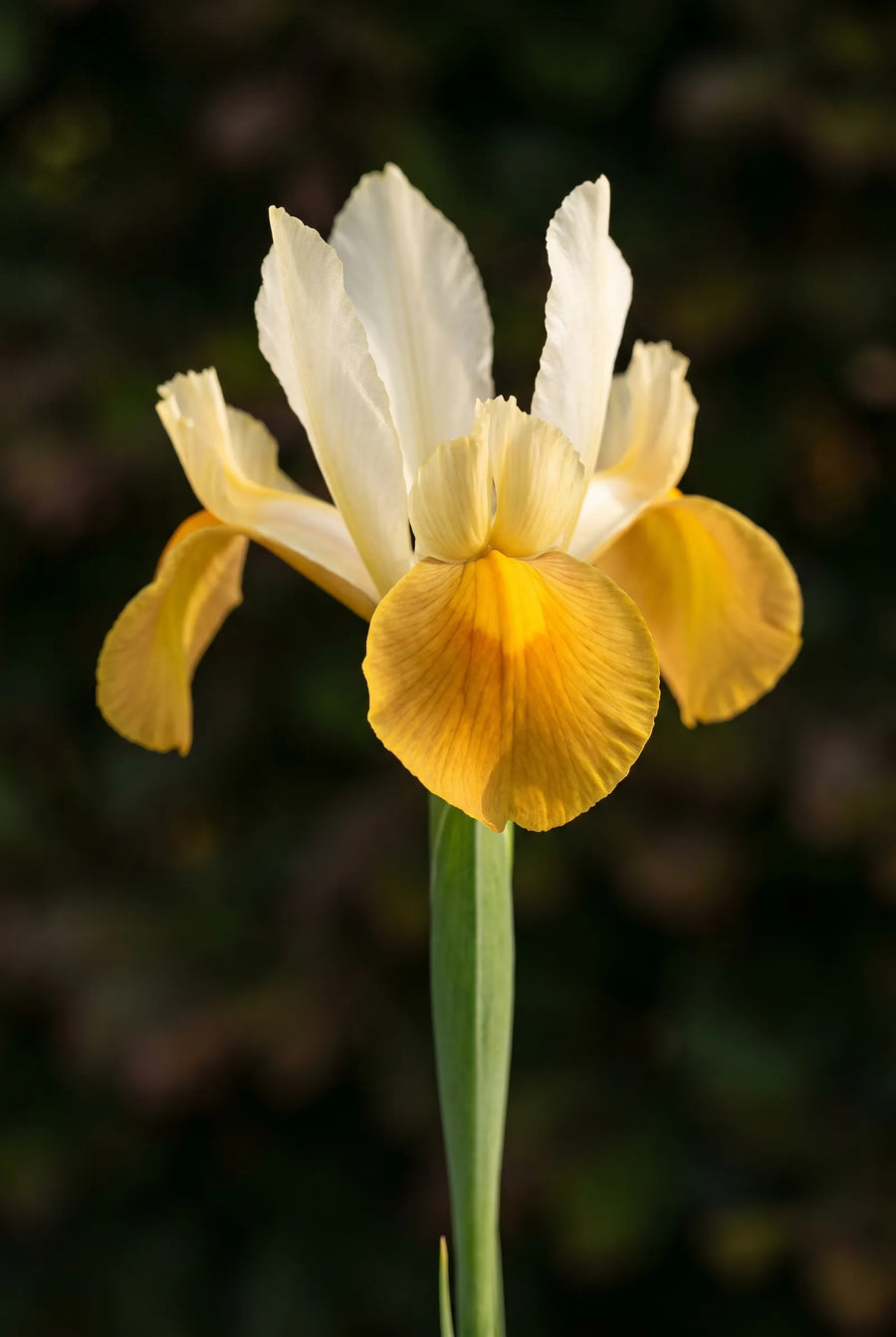 Iris Symphony — close-up van de bloem