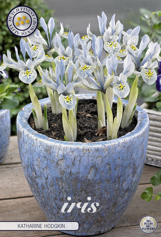 Iris Katharine Hodgkin