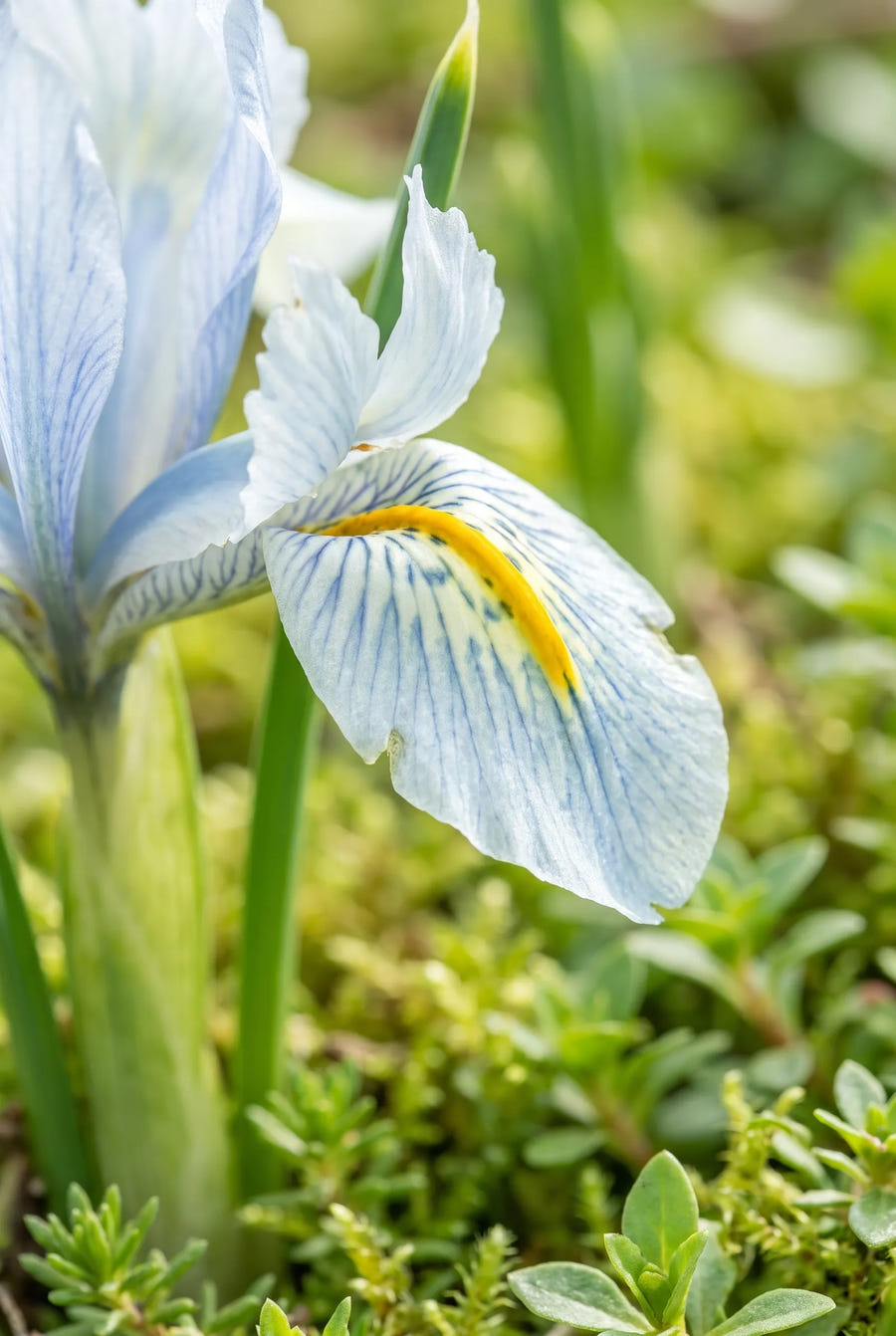 Iris Katharine Hodgkin — macro-detail van de bloemblaadjes