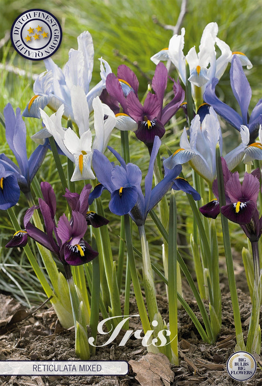 Iris Reticulata Gemengd