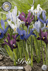 Iris Reticulata Gemengd