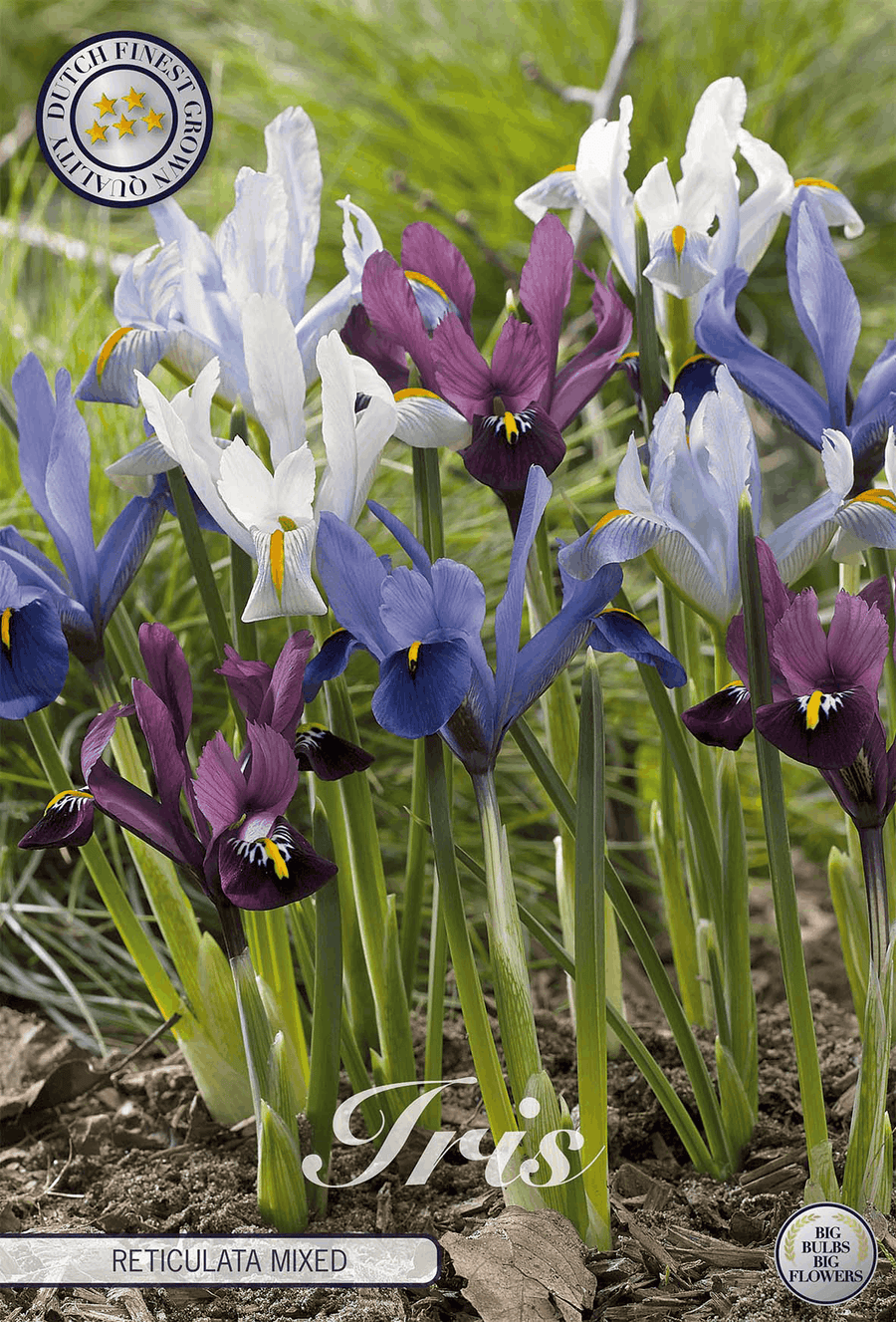 Iris Reticulata Gemengd