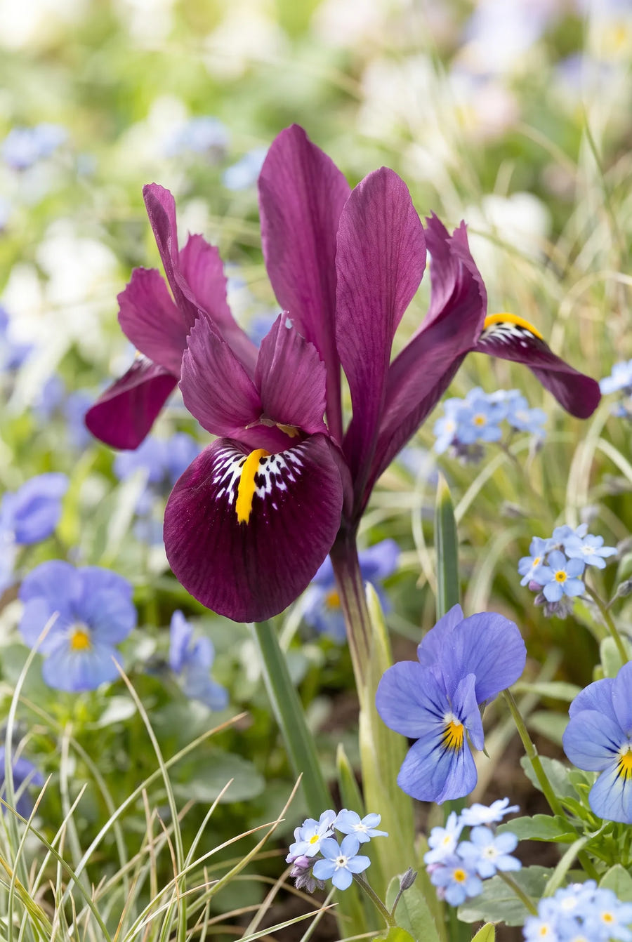 Iris Reticulata Mixed — close-up van de bloem
