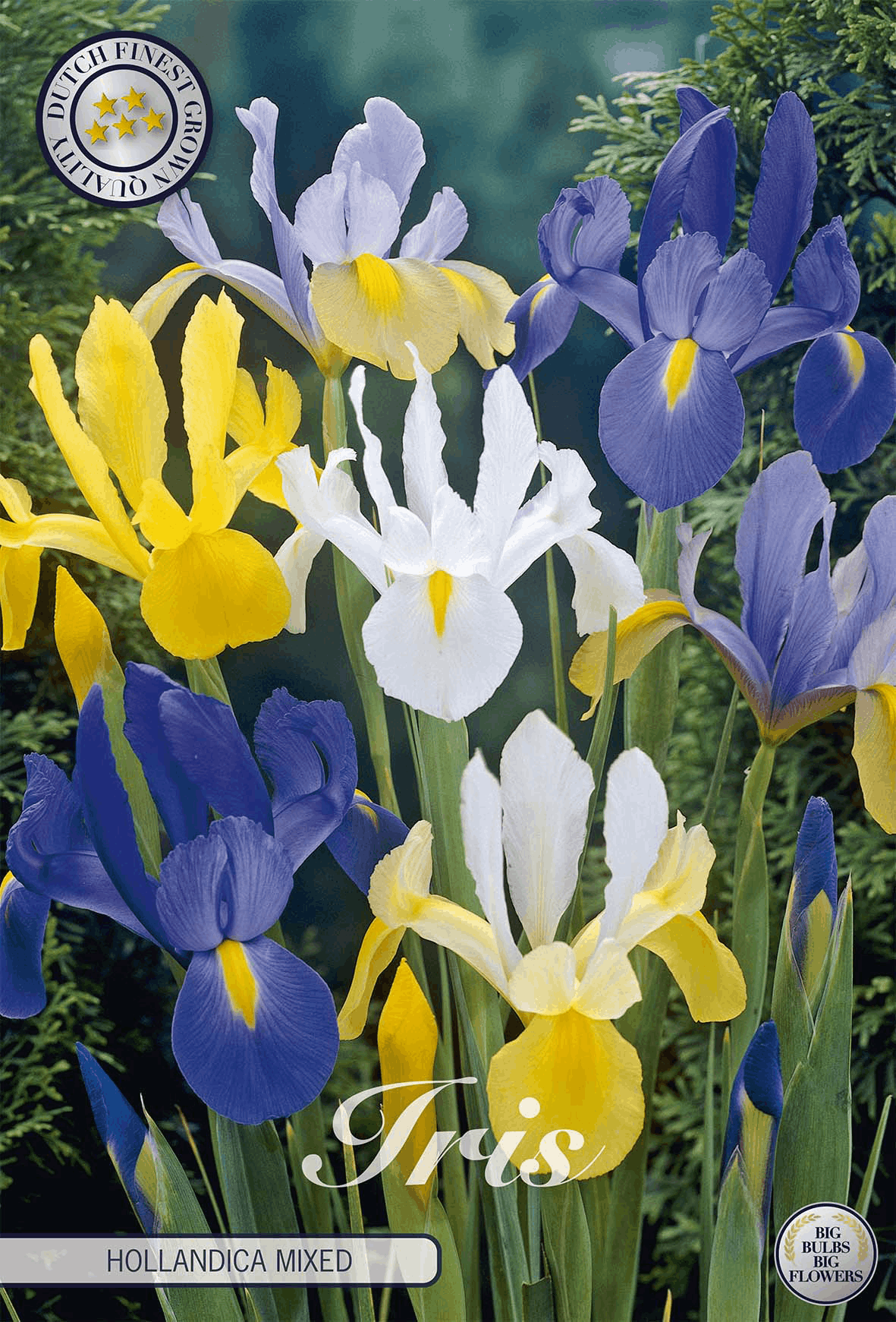 Iris Hollandica Gemengd