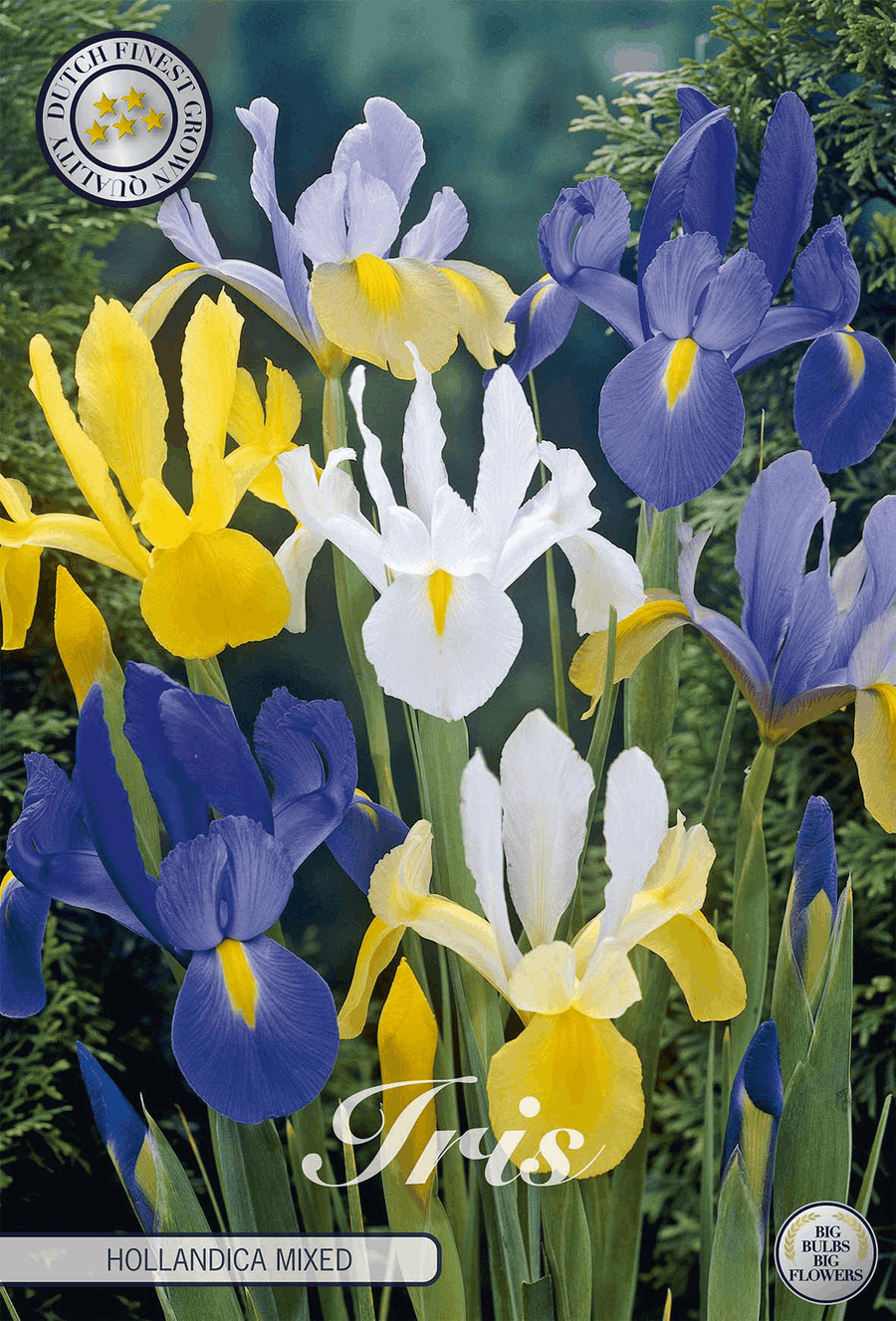 Iris Hollandica Gemengd