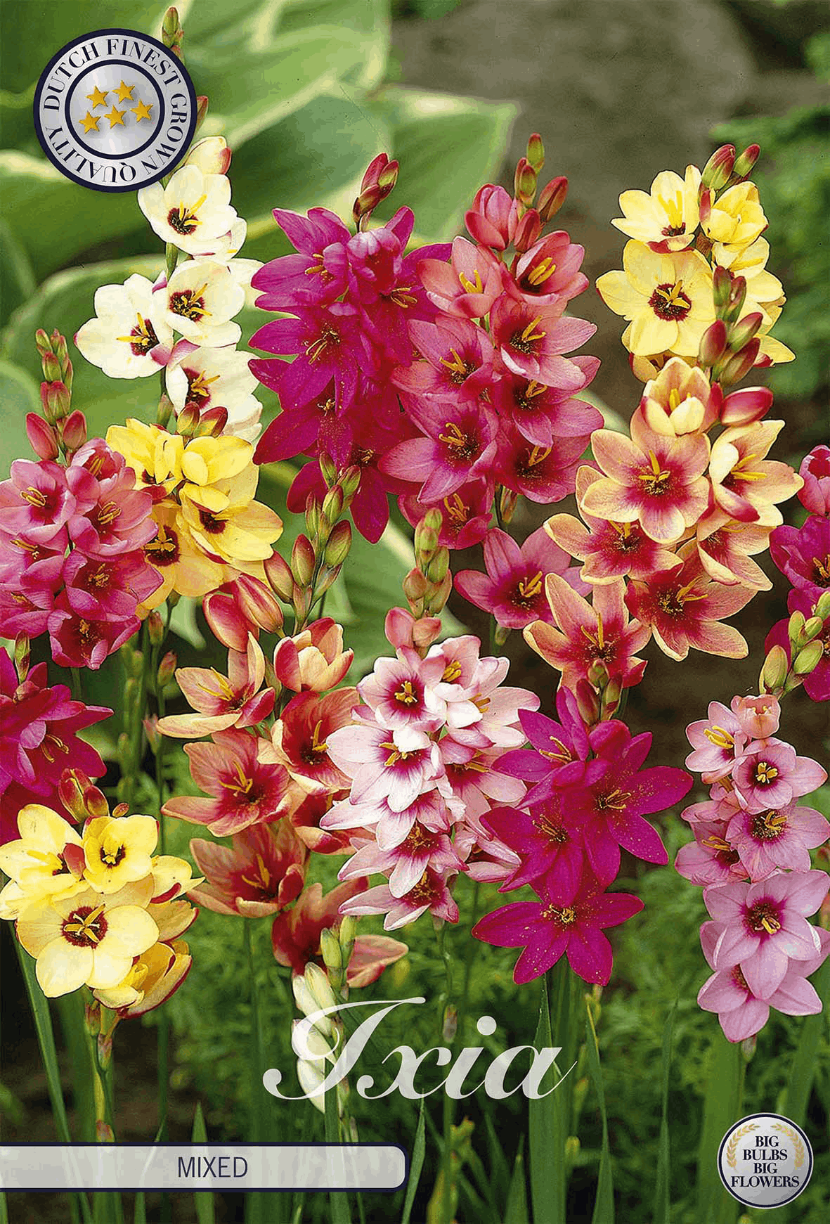 Ixia Gemengd