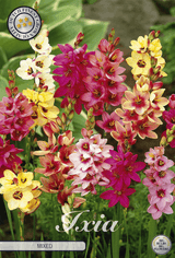 Ixia Gemengd
