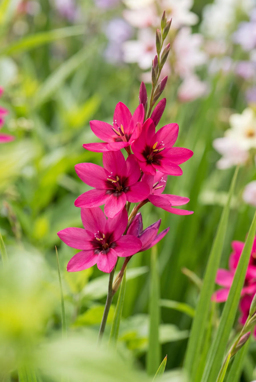 Ixia Mixed — close-up van de bloem