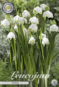 Leucojum Vernum