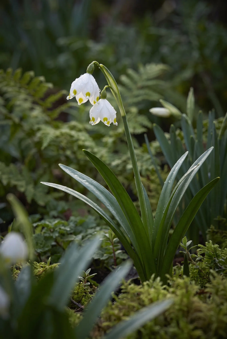 Leucojum Vernum — sfeerbeeld