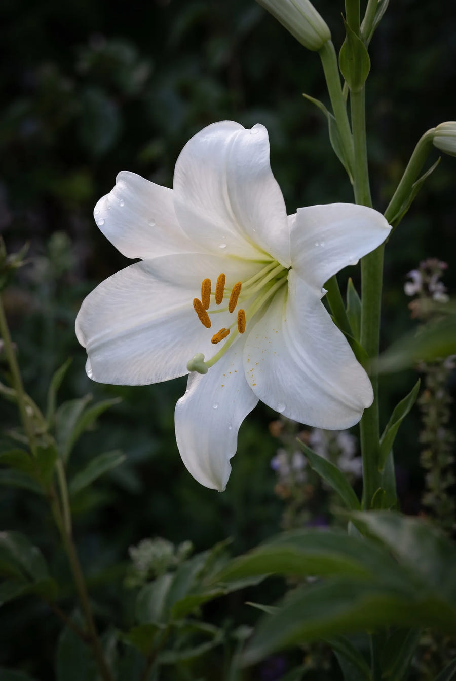 Lilium Candidum — sfeerbeeld