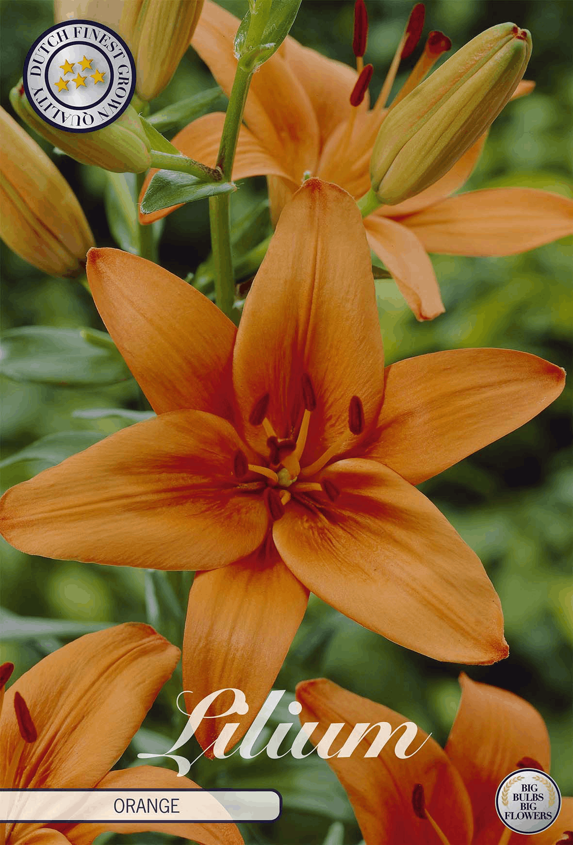 Lelie-oranje