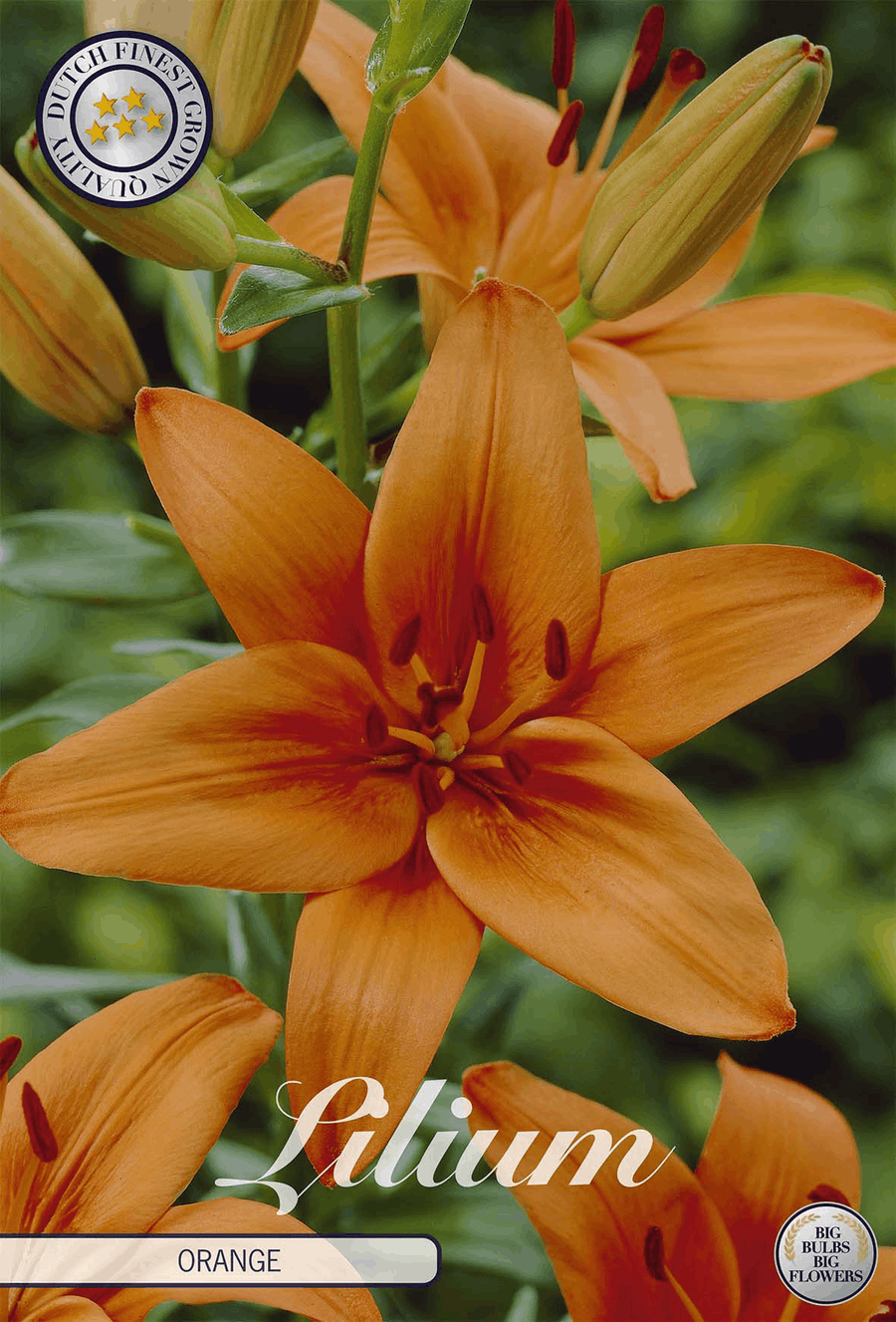 Lelie-oranje