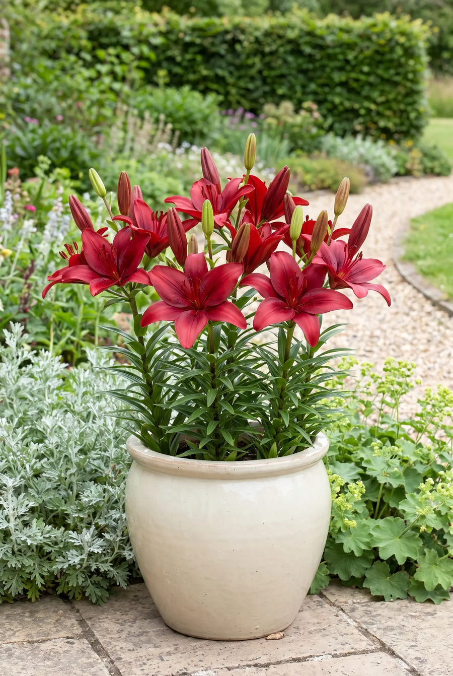 Lilium Red — in pot op terras