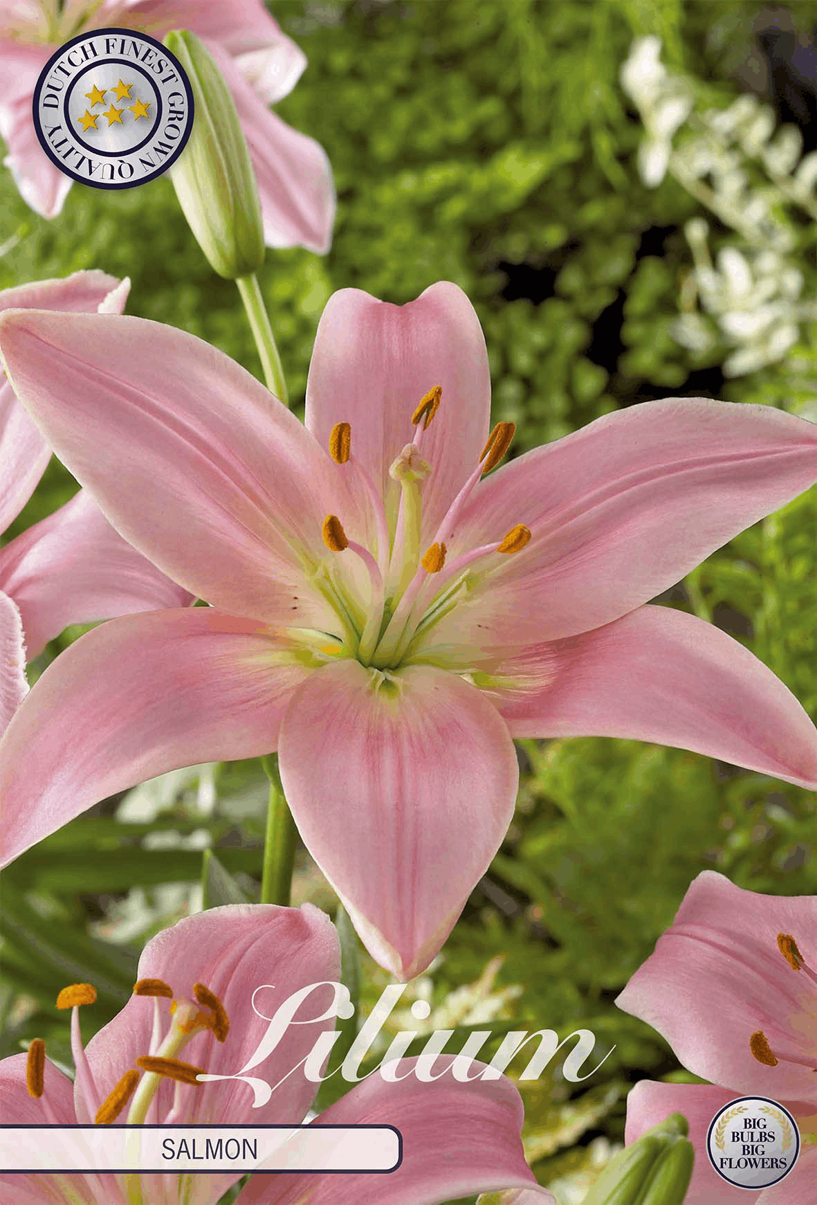 Lilium Zalm