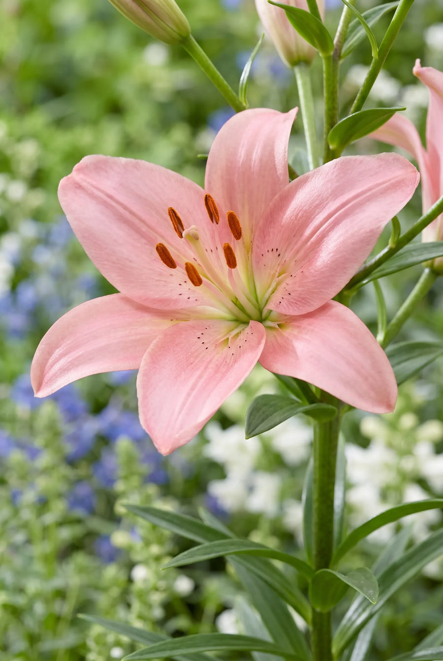 Lilium Salmon — close-up van de bloem