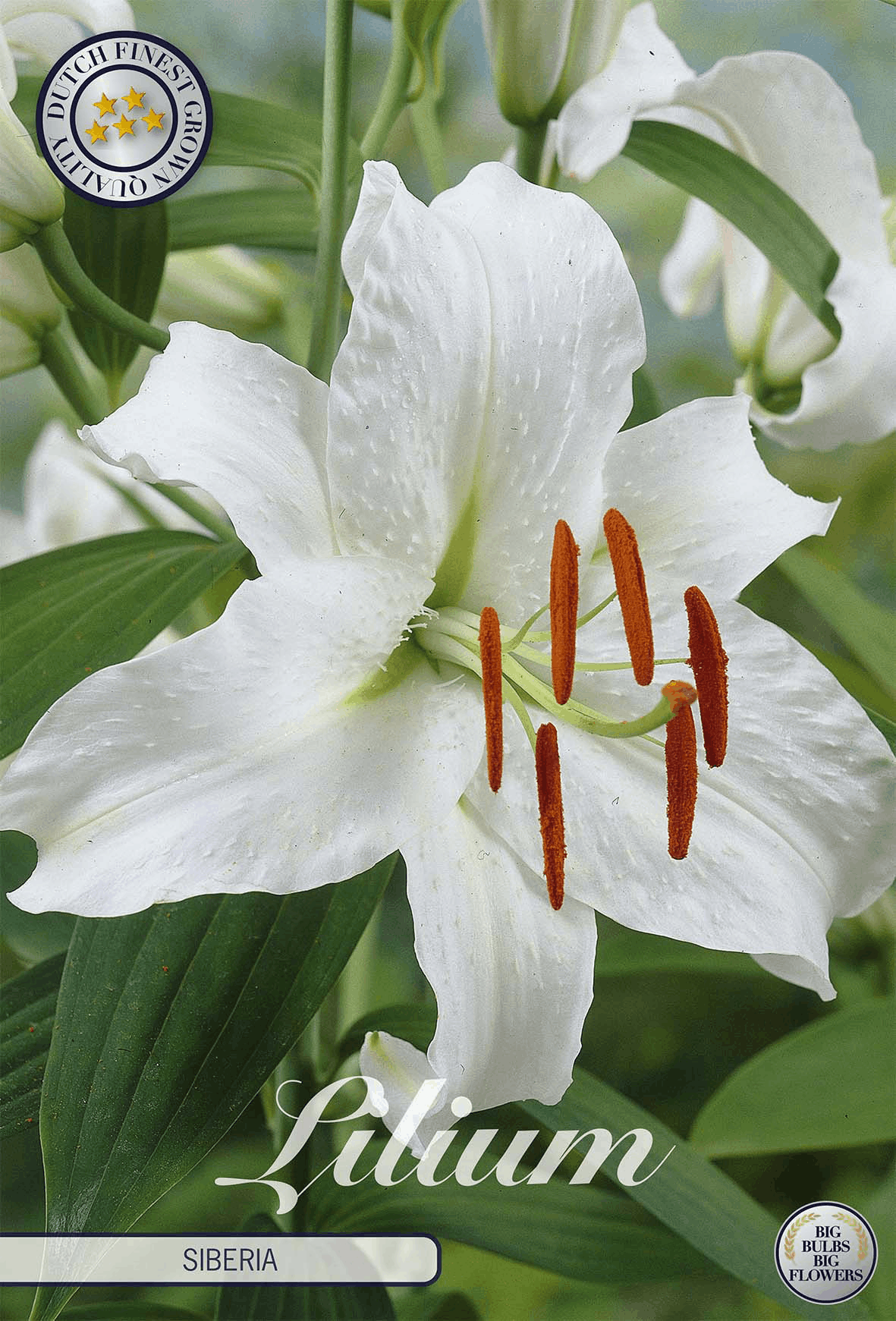 Lilium Siberië