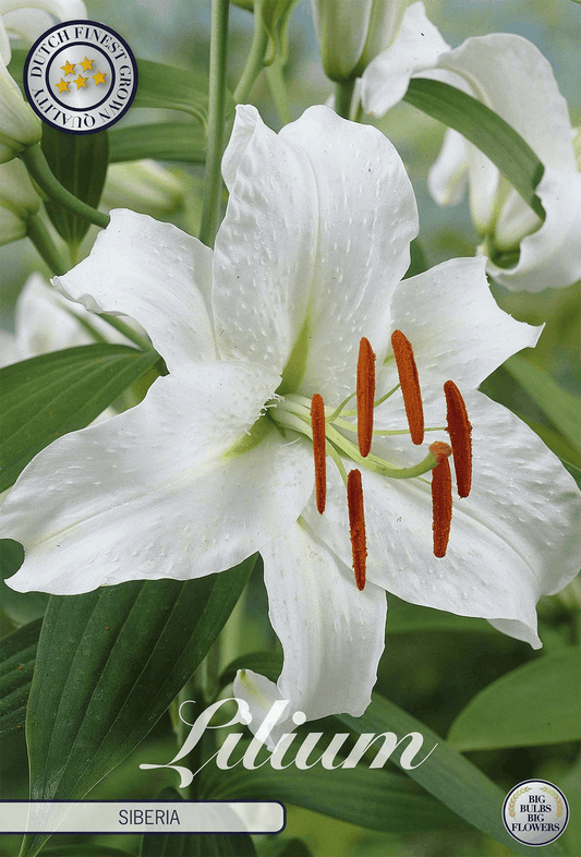 Lilium Siberië