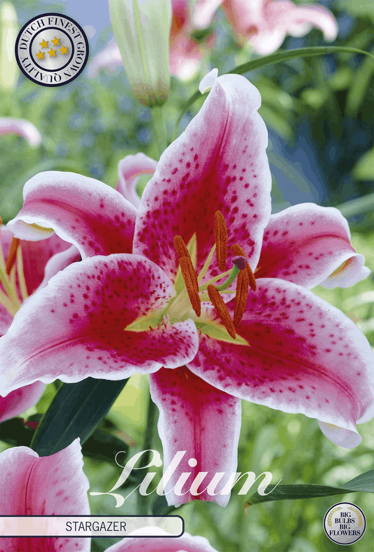 Lilium Stargazer - BLOM Garden capper image