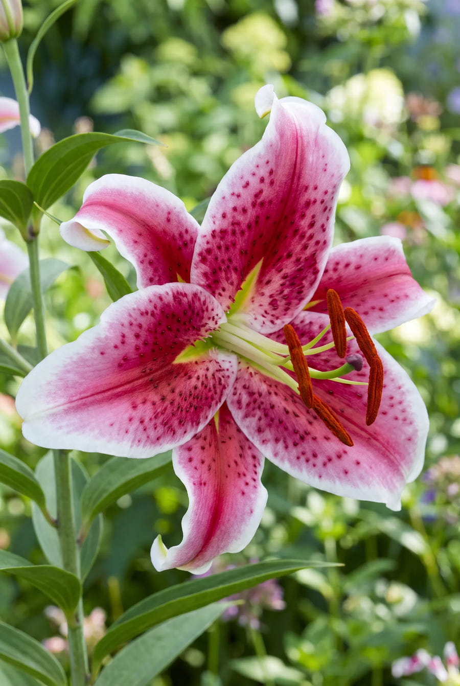 Lilium Stargazer — close-up van de bloem