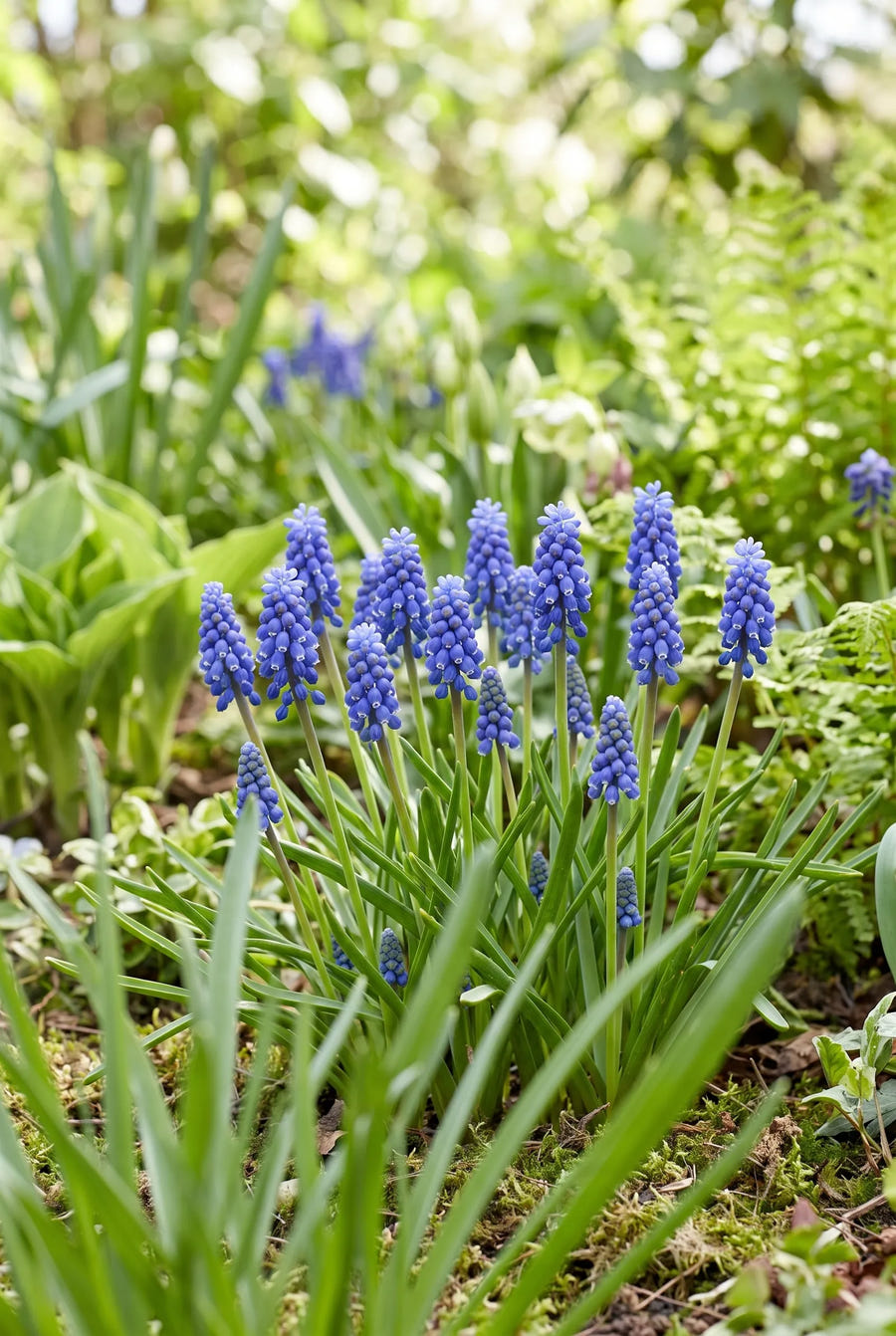 Muscari Armeniacum — in de tuin