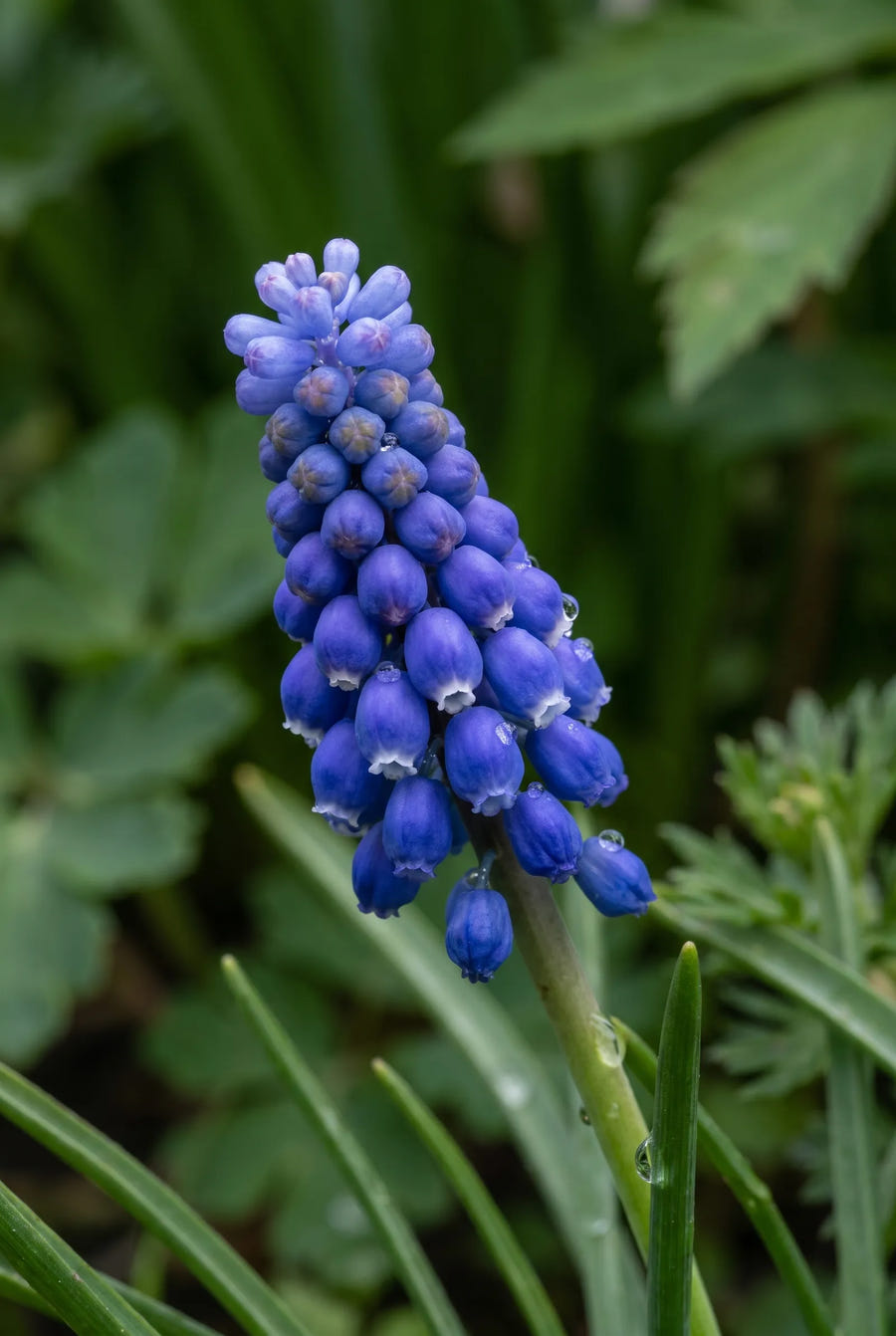 Muscari Armeniacum — sfeerbeeld