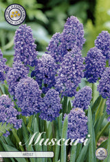 Muscari-artiest
